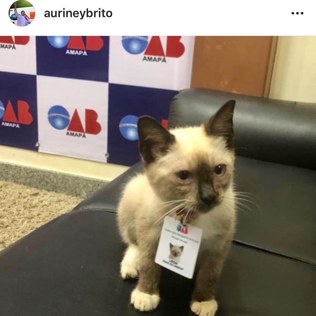 Stray Cat Gets Hired As A ‘Security Guard’ With His Very Own Badge