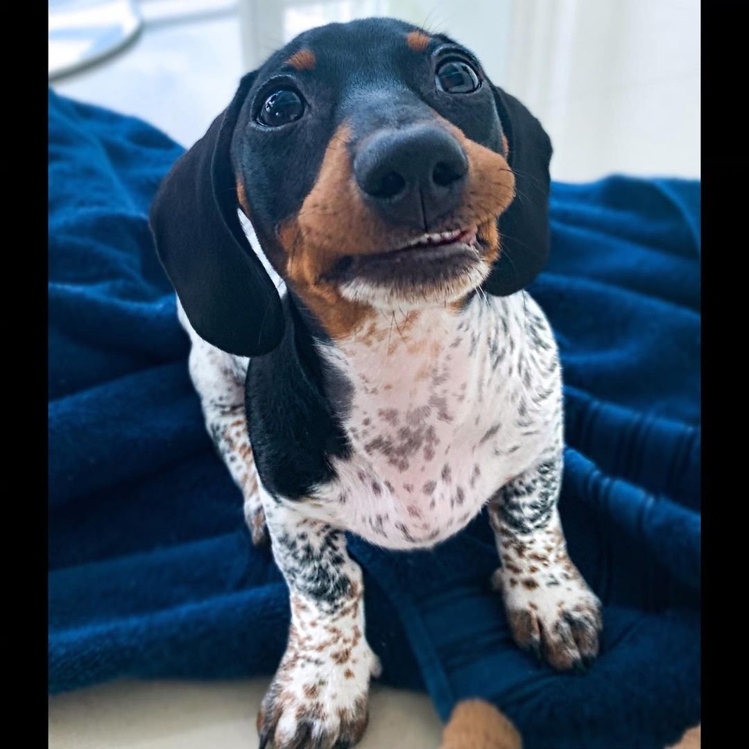 Spotted Dachshund Puppy Goes Viral For His Unique Markings