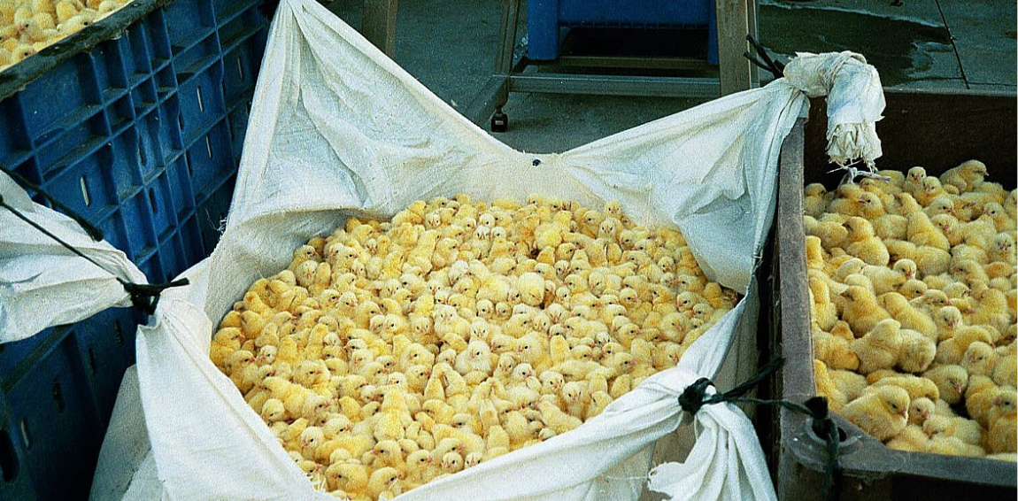 France Will No Longer Allow Gassing And Crushing Male Chicks Starting 2022