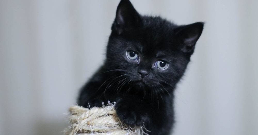 Stray Six-Week-Old Kitten Wandering the Streets Finds a Meal and a Home