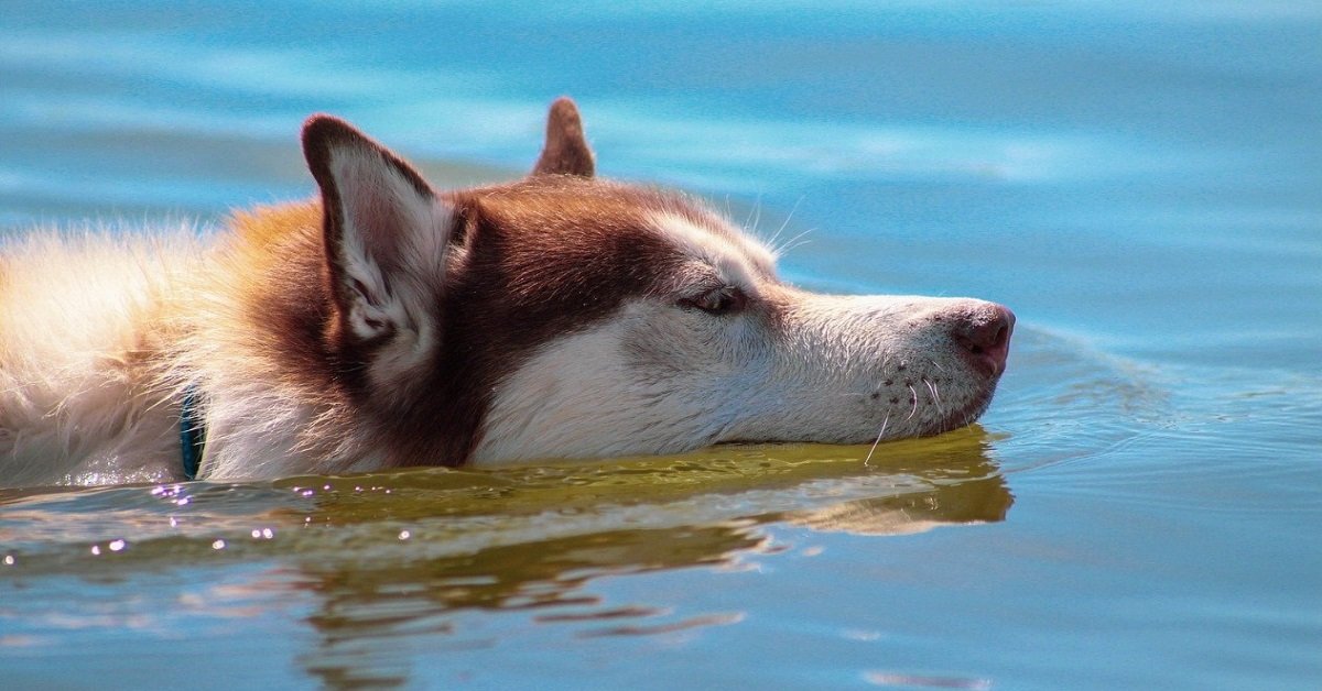 Man Saves Husky Drowning In Neighbor’s Pool