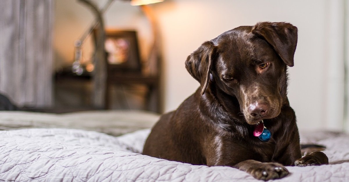 Watch This Dog Check On His Family at Night to Make Sure They're Safe