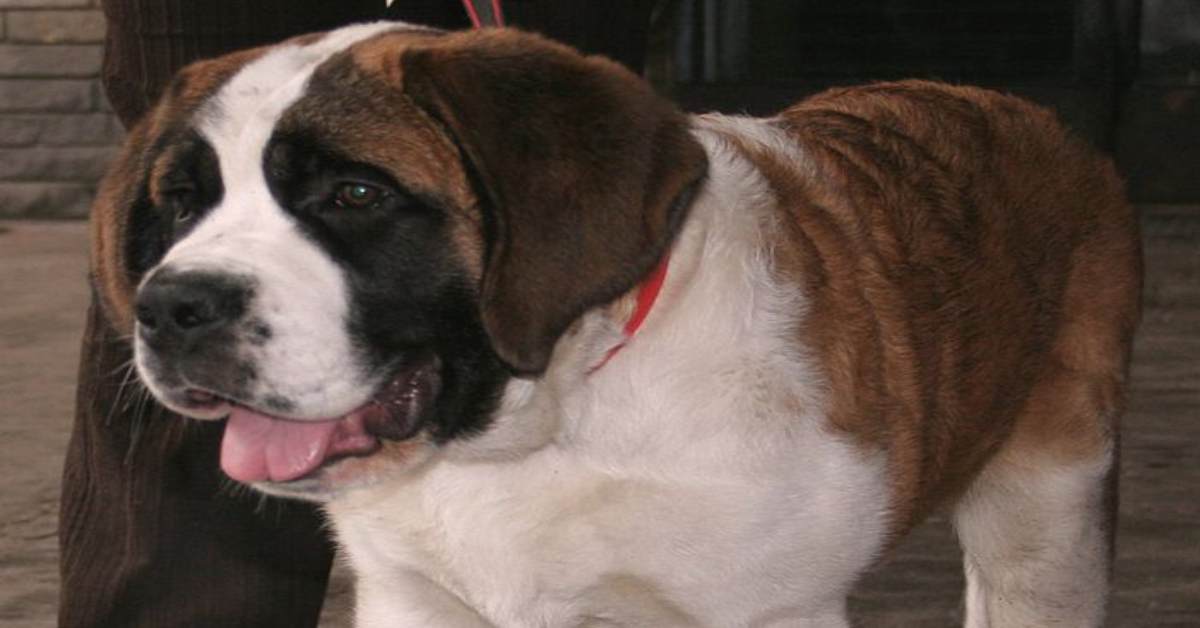 Two Dogs Rescued From Cramped Cages After Six Years Celebrate Their New Freedom