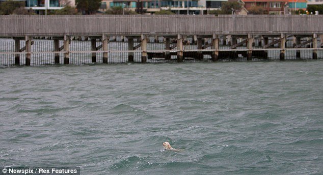 Man At Pier To Scatter His Grandmother’s Ashes In The Bay Wound Up Saving A Drowning Dog’s Life