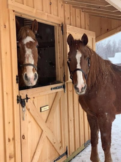 Woman Rescues Crippled Horse From Kill Pen And Writes Scathing Post To Previous Owner