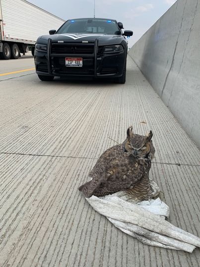 Idaho Police Officer Helps Rescue Owl Trapped In Plastic On Busy Highway