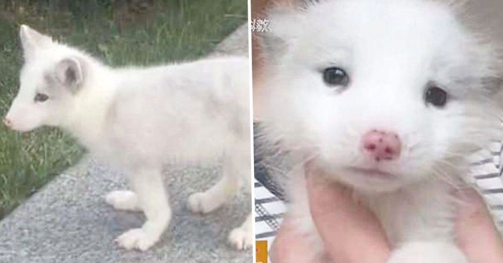 After Raising This ‘Puppy’ For A Year, Woman Discovers She’s Living With A White Fox