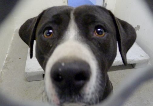 Death Row Dog Realizes He’s Been Adopted And Literally Jumps For Joy