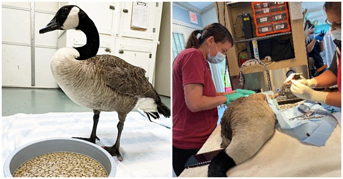 Goose Taps On Animal Hospital’s Door, Comes To Comfort Injured Mate