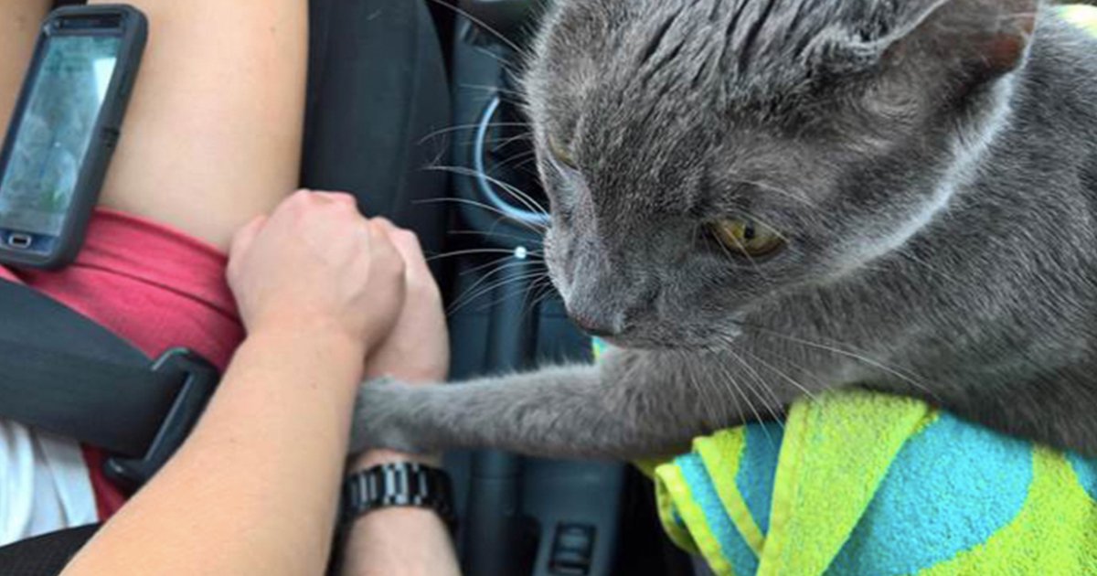 Dying Cat Holds Owner’s Hand On His Last Trip To The Vet