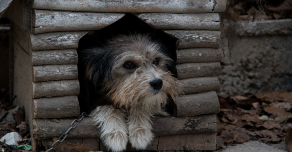 Blind Dog Chained For 13 Years Gets To Live His Golden Days In Freedom