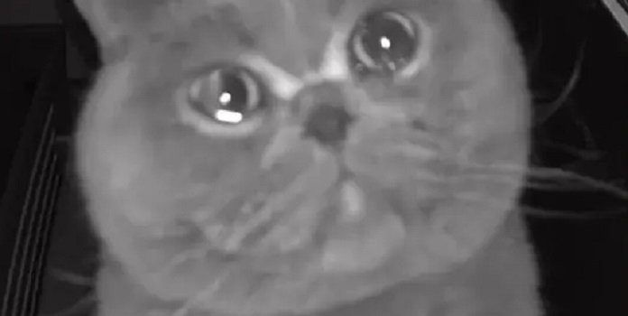 Cat ‘Cries’ Into The Security Camera When His Owner Leaves The House