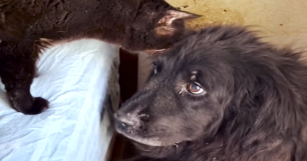 Terrified Dog Rescued From Animal Hoarder Slowly Learns To Trust For The First Time