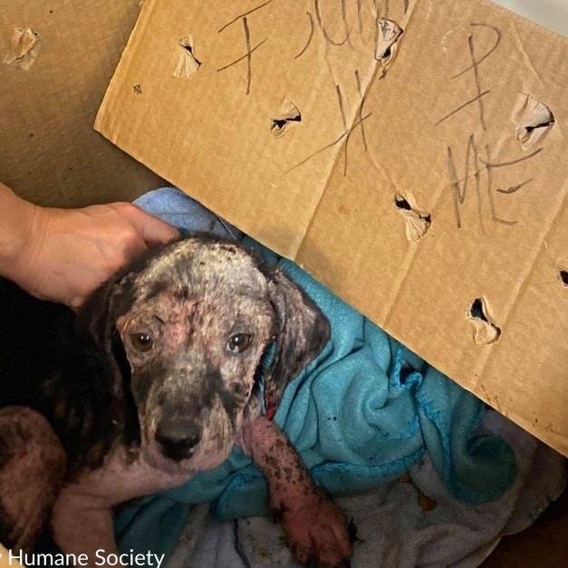 Emaciated Puppy Found In Taped Cardboard Box With "Help Me" Written On It Outside Kentucky Shelter