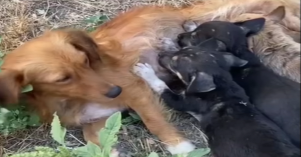 Mother Dog Finds Hope After Her Puppies Are Brutally Killed