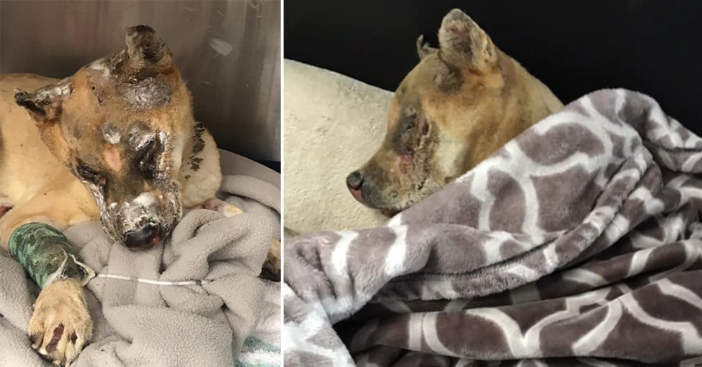 Vet Naps In Kennel With Dog Burned In House Fire