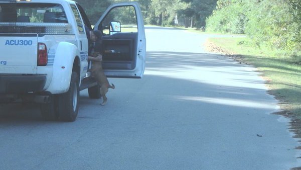 Sweet Stray Dog Kept Following Animal Control Officers, So They Gave Her A Job And A Home
