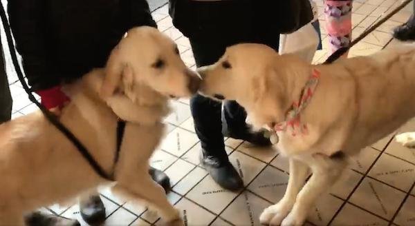 Dog Sisters Separated After Adoption Accidentally Run Into Each Other, Have Joyful Reunion