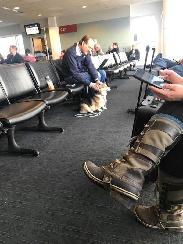 Corgi Comforts Stranger In Airport The Second She Senses He Needs A Friend