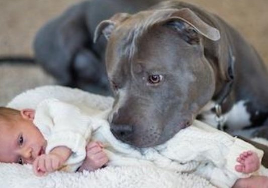 Man Who Feared His Wife’s Pit Bull Would Harm The Baby Has A Complete Change Of Heart