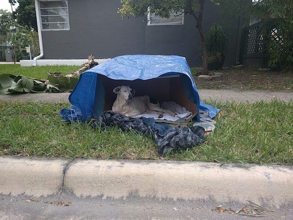 Dog Dumped In Cardboard Box Rescued By Neighbors Who Refused To Look The Other Way