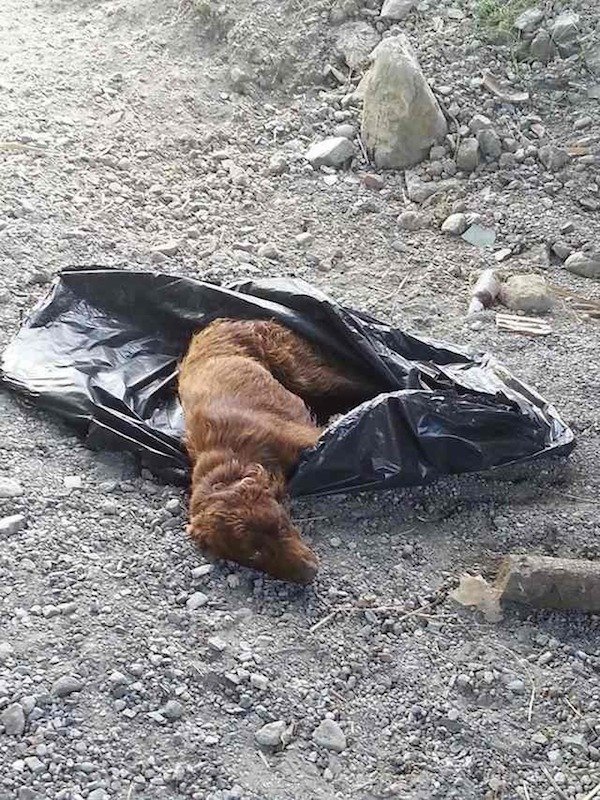 Dog Tied Up In Garbage Bag And Left By A River Bed To Rot Is Rescued Just In Time