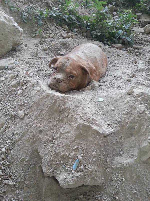 Elderly Dogue de Bordeaux Found Buried Alive Is Rescued By Dog Walker