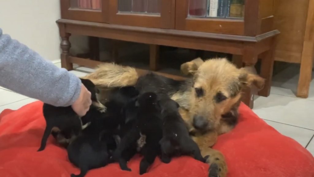 Unwanted Litter of Puppies Heard And Found On The Trash Got Rescued To A Safer Home