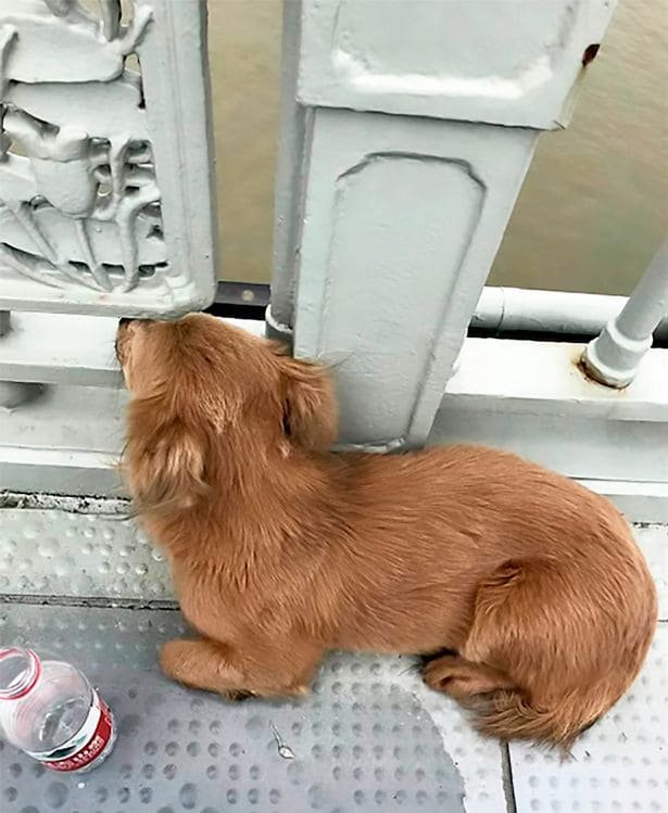 Dog kept waiting in the bridge for days hoping owner who committed suicide will be back