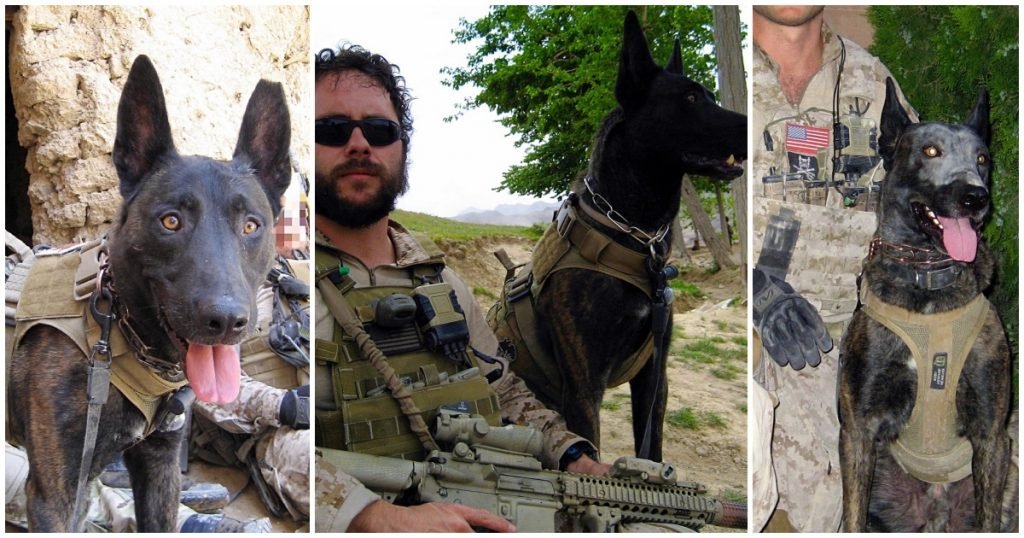 Navy SEAL Pays Tribute To A Fellow SEAL Member’s K9 His Friend And Partner