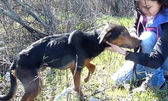 Woman Approached By A Starving Injured Dog Jumps Into Her Arms Go Home Together