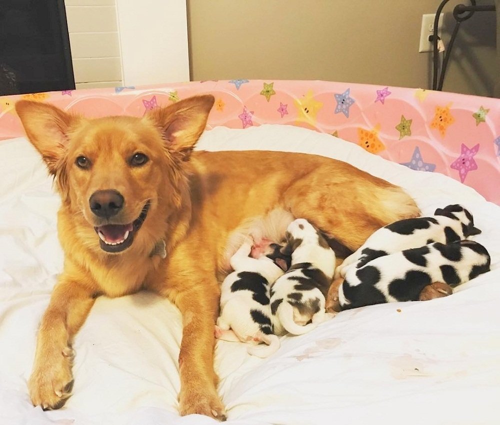 Abandoned Pregnant Golden Retriever Gets Adopted Gave Birth To ‘Cow’ Babies