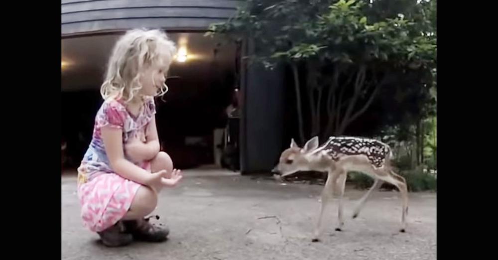 Adorable little girl becomes a 'deer whisperer' with nervous fawn